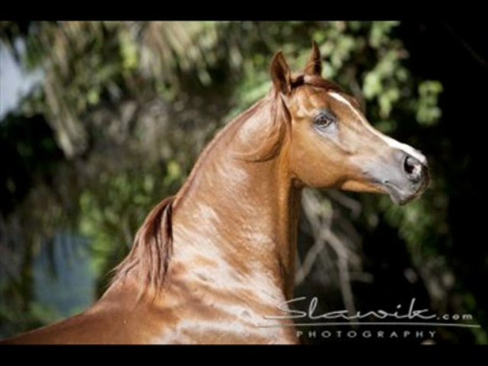 chevaux