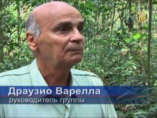 Средство от рака ищут в лесах Амазонки