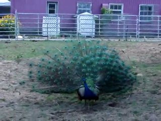 Paon faisant son beau