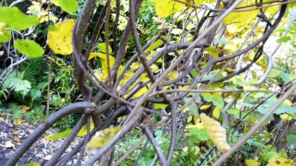 Sculptures-Vivantes aux Couleurs d'Automne_19 Novembre 2009