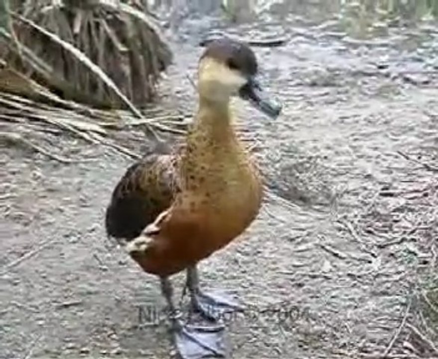 dendrocygna arcuata