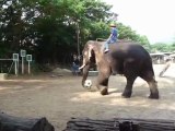 Chang mai- Elephants de Thailande