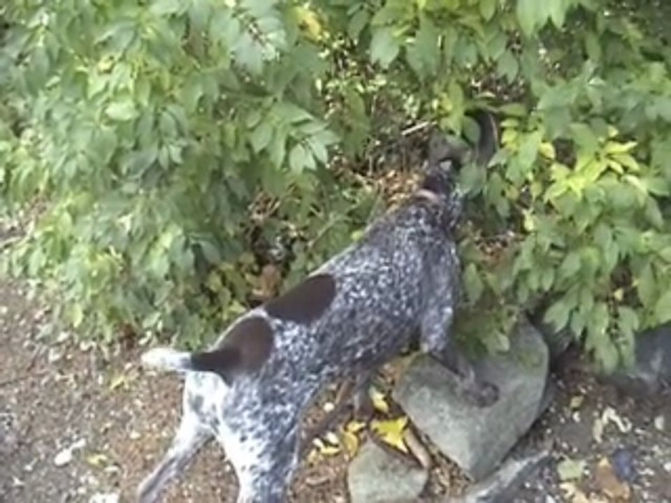 "Wally on the Run" music video