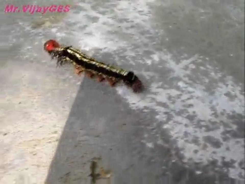 Caterpillar