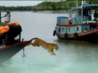 Future Tiger - Susumu Yokota