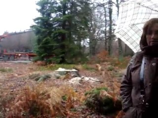 Contre les Sapins wallons gratuits offerts au Vatican 241109