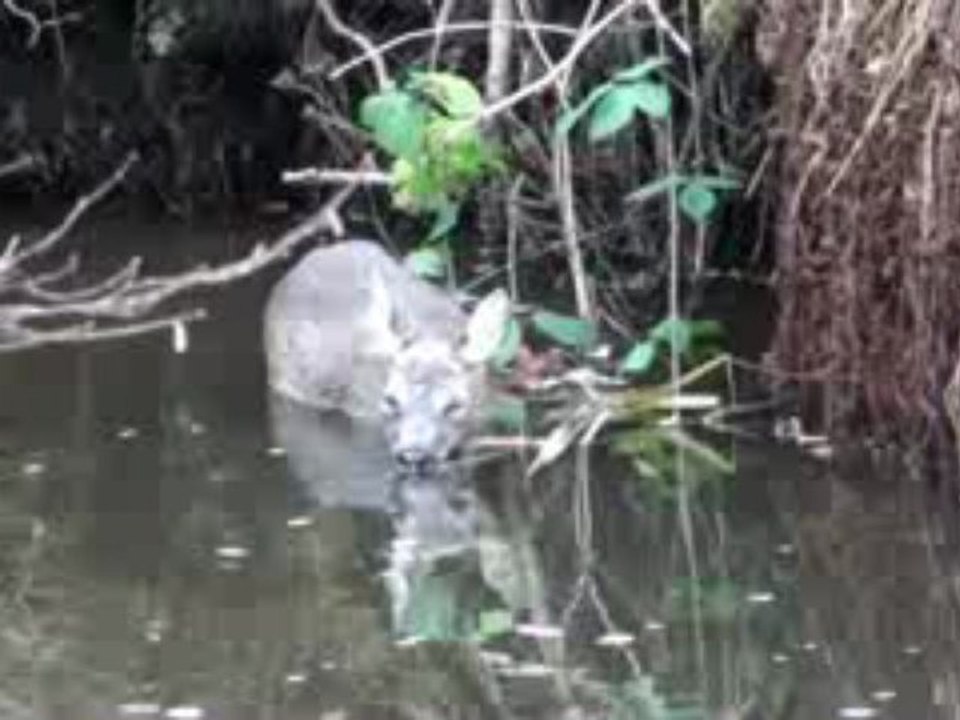 Un cache à l'eau...