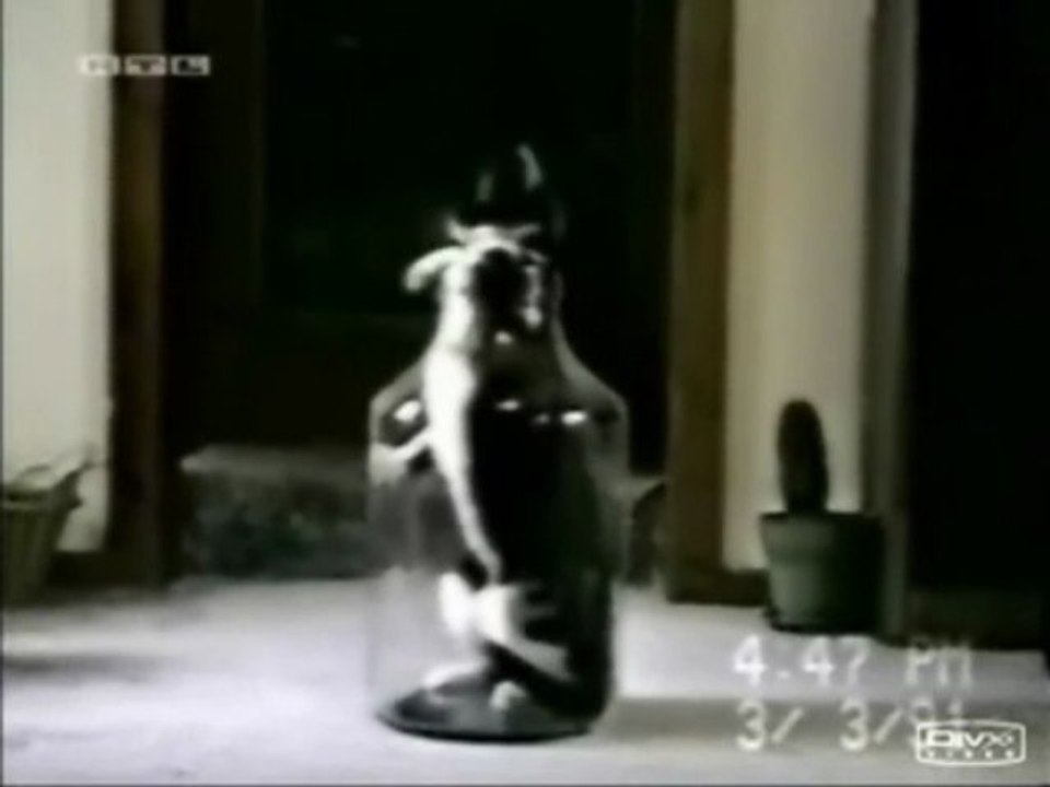 Un_gato_atrevido