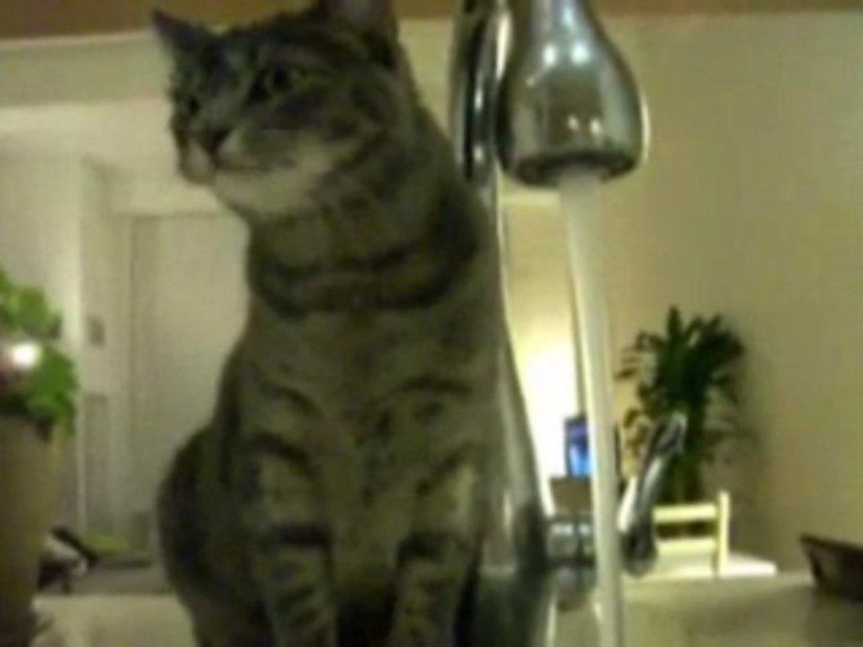 chat-boit-eau-robinet JPD