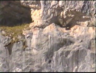 Le Vol du Phénix III