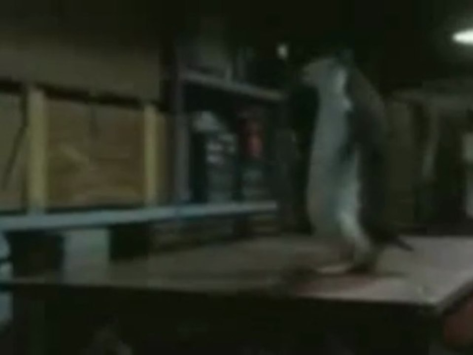 Penguin plays tab