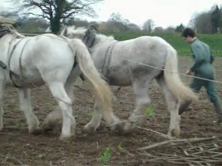 boulonnais a l'attelage