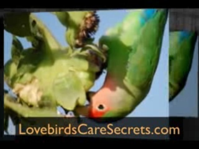 Lovebirds Pictures - Amazing Compilcation