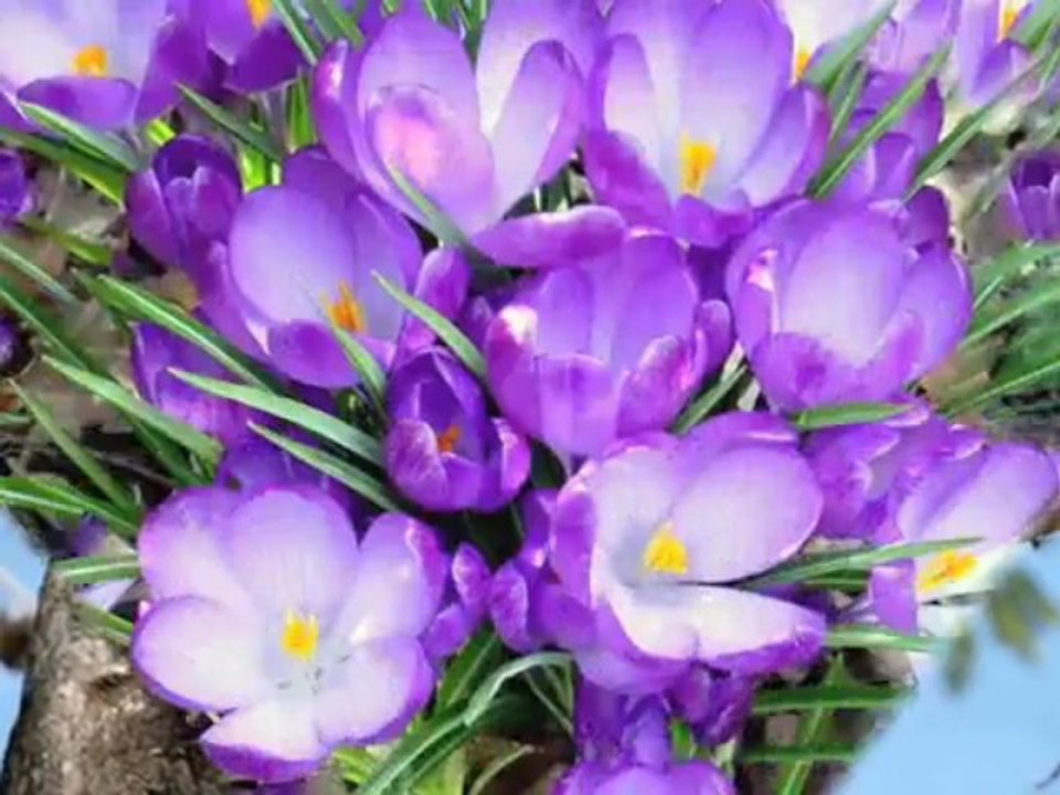 Roxsana y Gonzalo Ambicho - volveràn las oscuras golondrinas