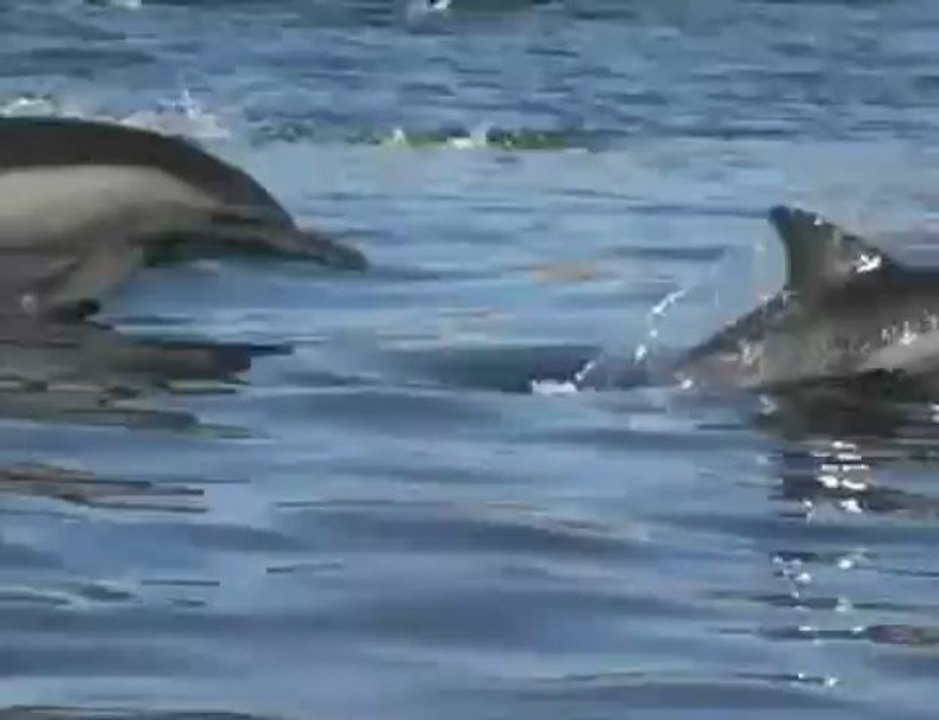 Tempête de dauphins