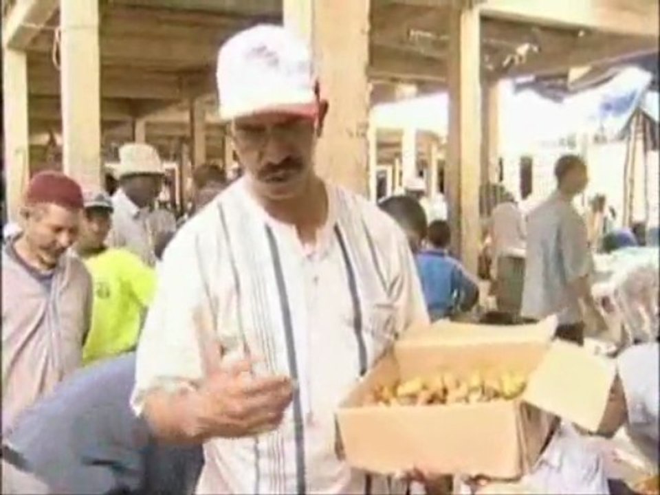 موسم جني التمور في الواحات المغربية
