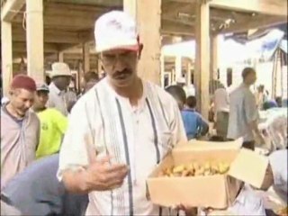 موسم جني التمور في الواحات المغربية