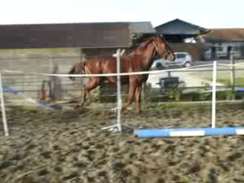 Fausteen du Pécos - oxer 2