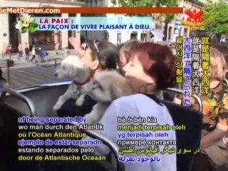Dutch Telepathic Animal Communicator Ineke Brinkmann