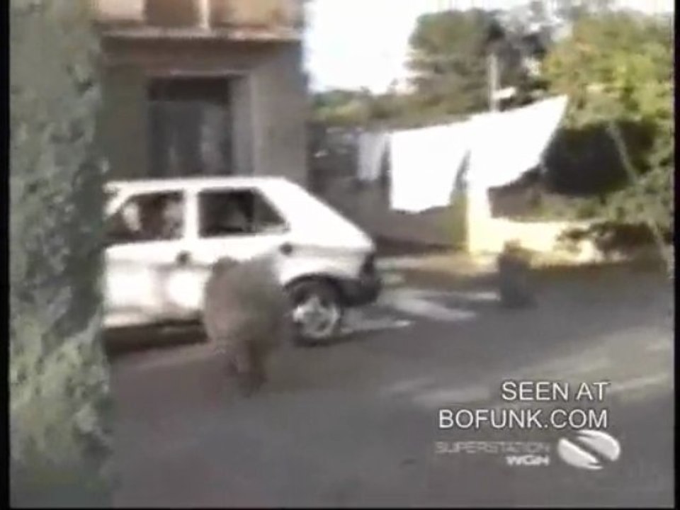 Le mouton pas content charge!