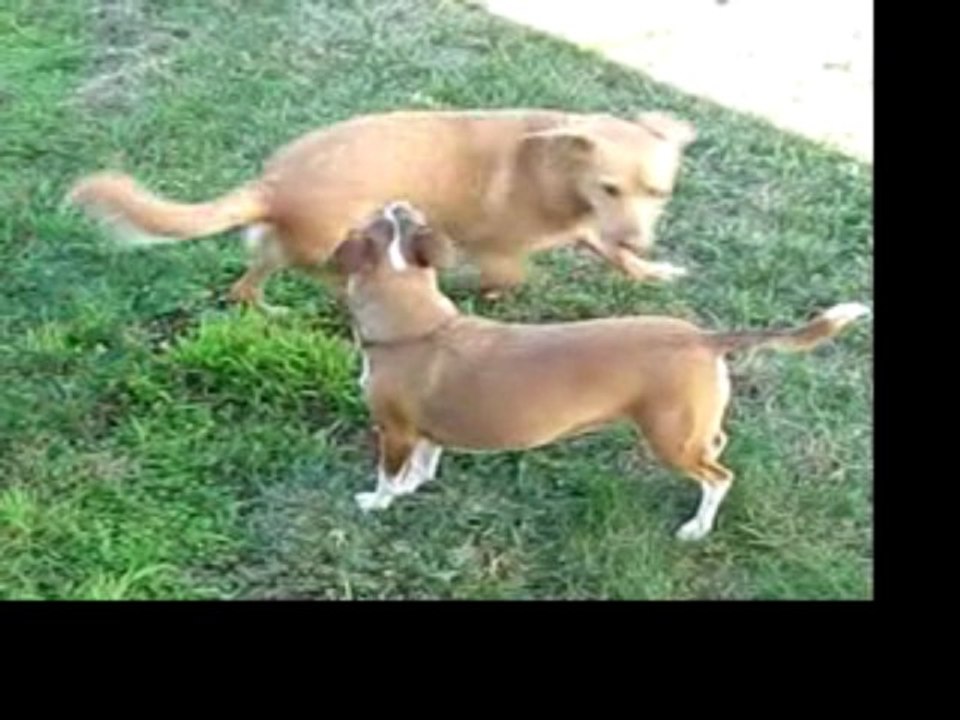 Archie and Bettie on the Run