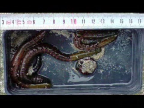 Fishing with worms cebosdepesca.es