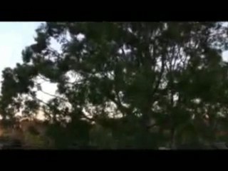 Has This Bird Got Tourettes