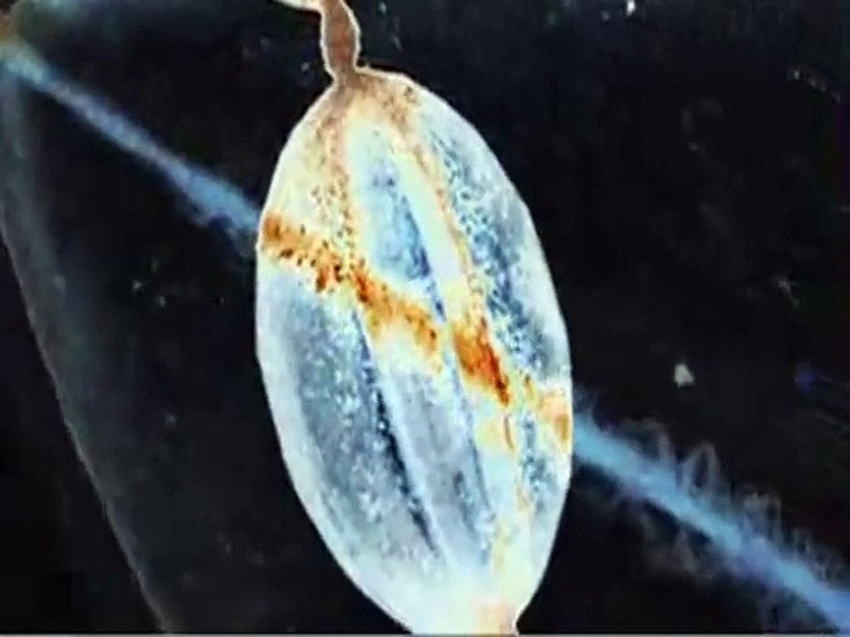 Cocteau Twins.Know Who You Are At Every Age