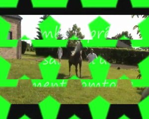 Haflinger en pleine action_0001