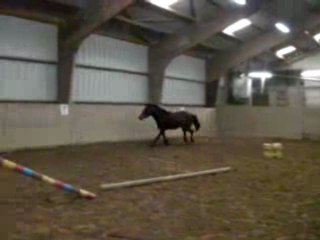 petit poney bai 3