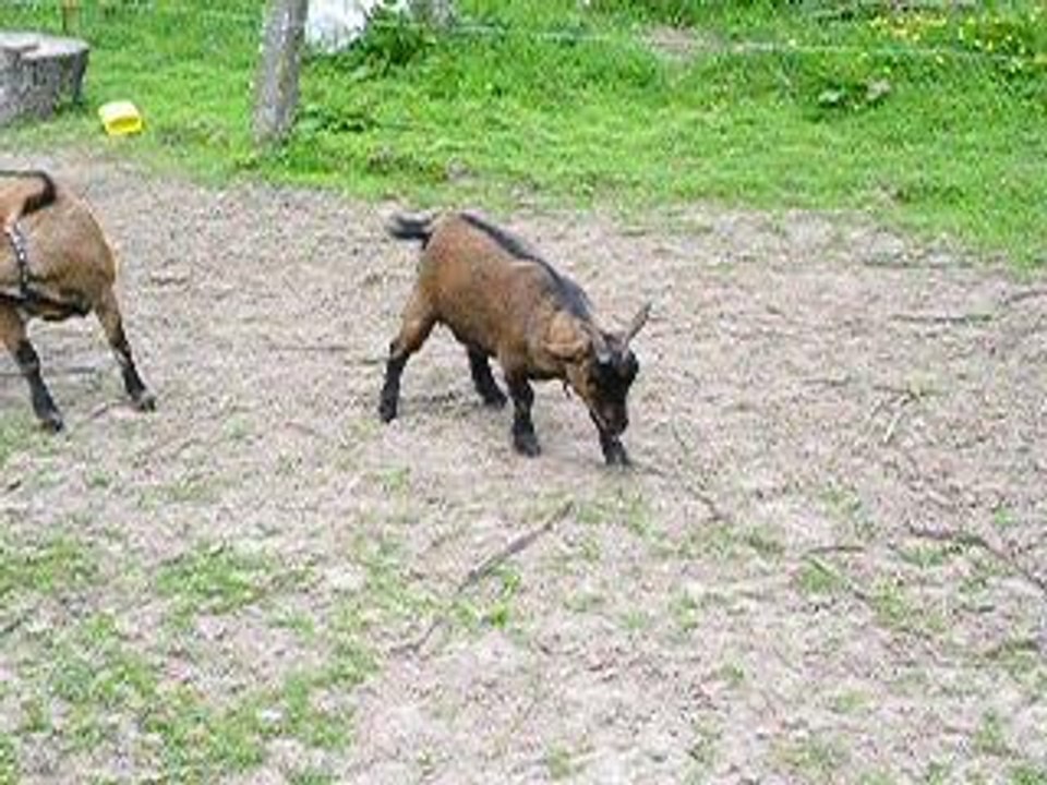 pupuce et chevres