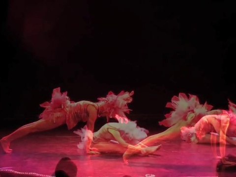 Bande-annonce de Plume, Branche, Plouf! Drôles d'espèces...