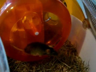 Pistache ma souris