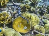 Snakes & Moray eels. HD underwater video footage.