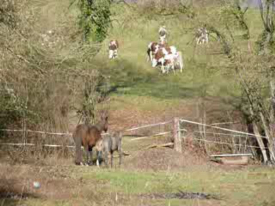 Zouzou en pleine forme