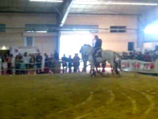 chevaux spectacle salon Albi 2009