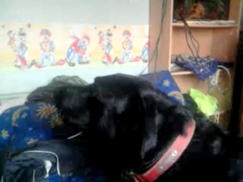 Mon chien parle ! ! ! :)