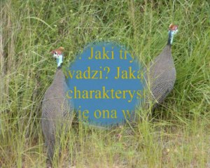 Zwierzęta sawanny Parku Krugera w RPA