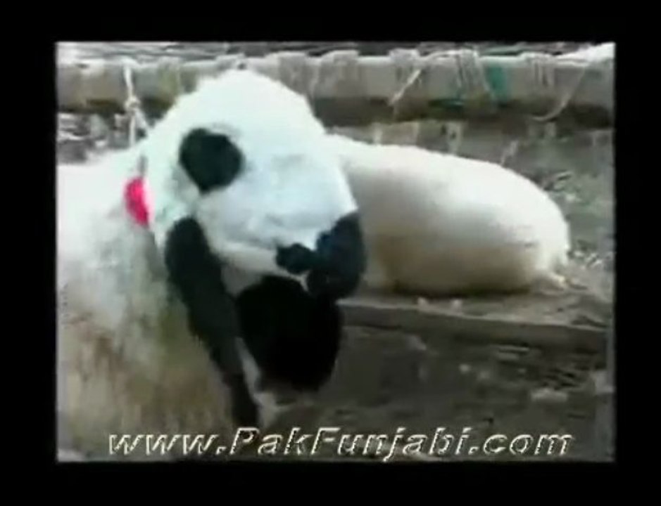 Fun With Punjabi-Special Bakra Eid -PakFunjabi.com