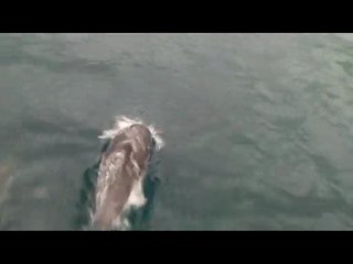 Les jolis dauphins d'Antibes