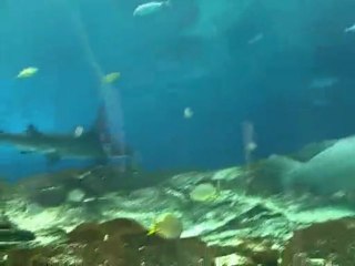 Kimball Roundy At The Georgia Aquarium - Cool Stuff  Part 2