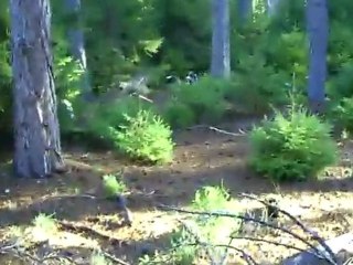 Sortie du 25/11/09 au LD "La Baume" 2eme laché ... attention