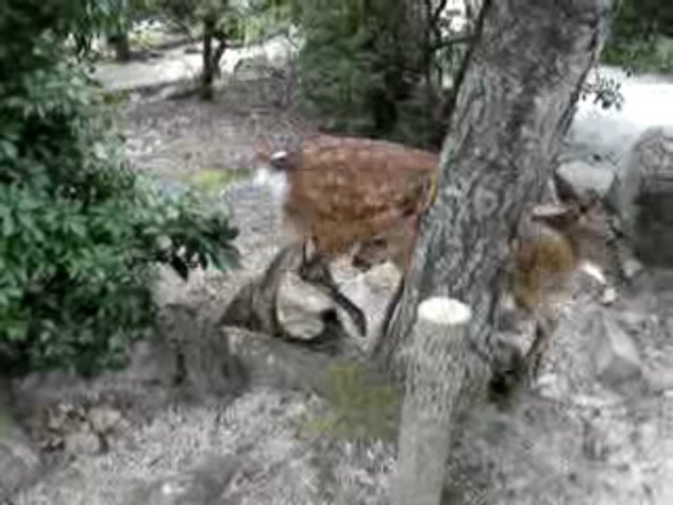 Voyage Japon Miyajima (4)
