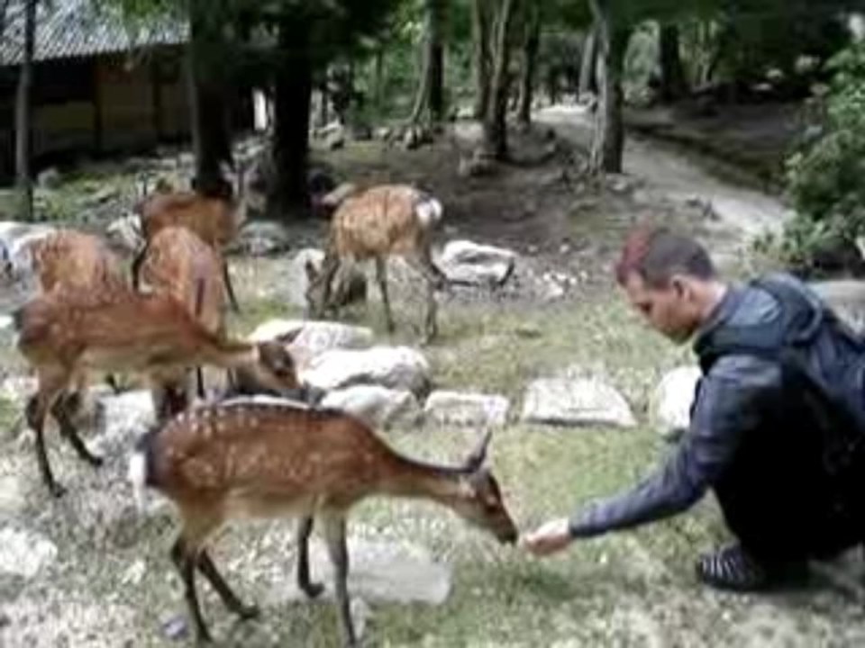Voyage Japon Miyajima (5)