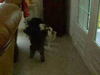 ALTO ET ETOILE JOUENT