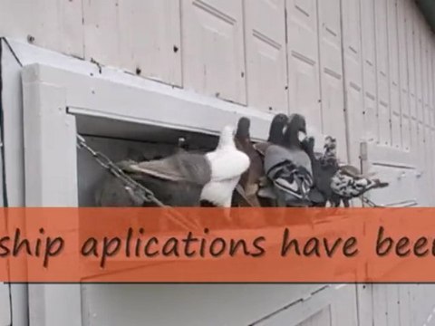 Pigeon Pals Daily Racing Club News 133 Cisco aGoGo