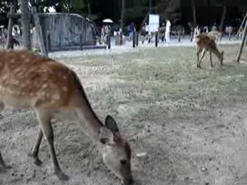 Voyage Japon Miyajima (1)