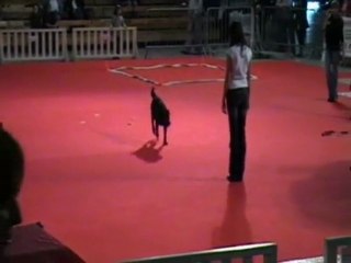 BOSTON ODORAT / EXPOSITION CANINE DE PERPIGNAN