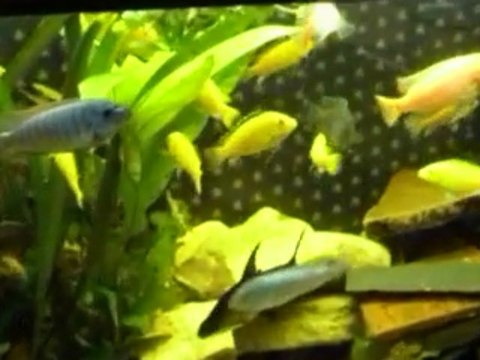 Cichlidés Mix 410 litres myspace.com/djaholive