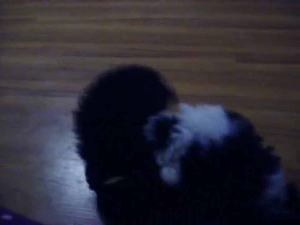 Toy Poodles 8 weeks old